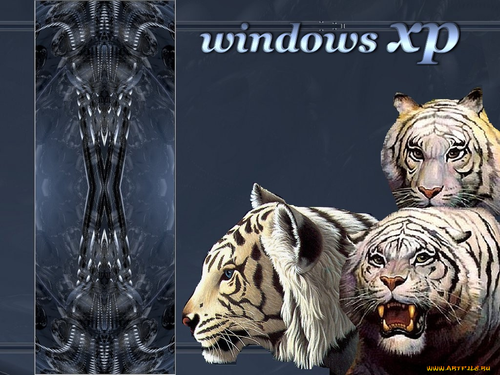 tiger, , windows, xp